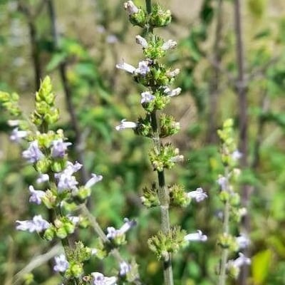Cantinoa mutabilis — flower