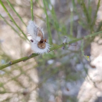Cytisus striatus — flower