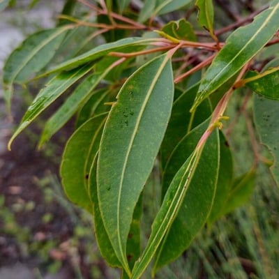 Corymbia gummifera — leaf
