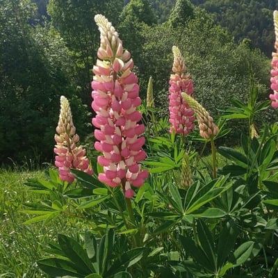 Lupinus polyphyllus — flower