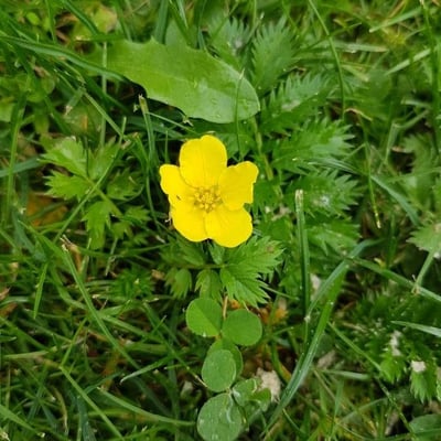 Potentilla anserina — flower