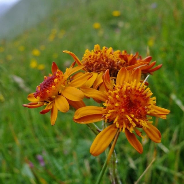 Tephroseris integrifolia — flower