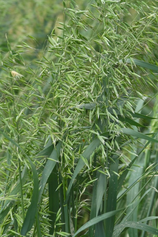 Algerian oat