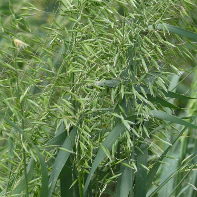 Algerian oat