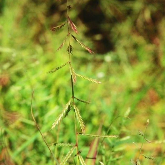 Chloris truncata — flower