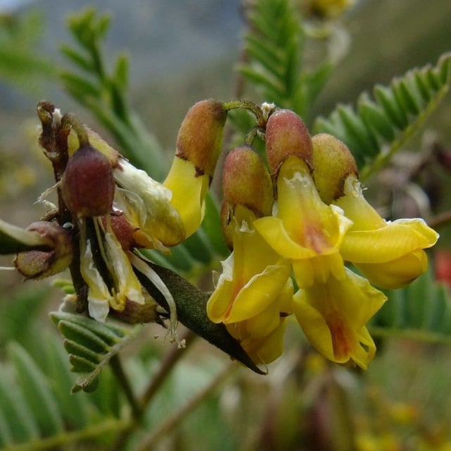 Astragalus penduliflorus — flower