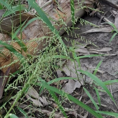Panicum maximum — flower