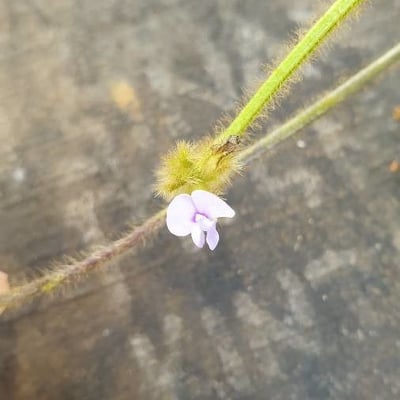 Calopogonium mucunoides — flower
