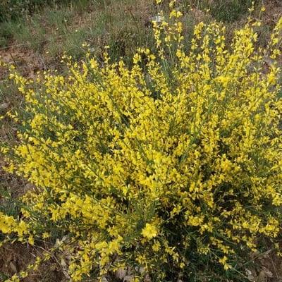 Genista cinerea — flower