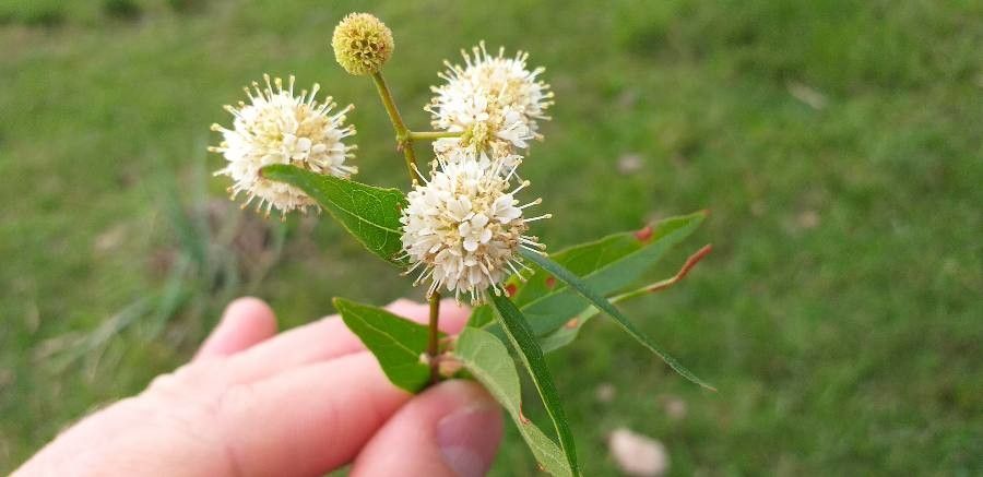 Common buttonbush