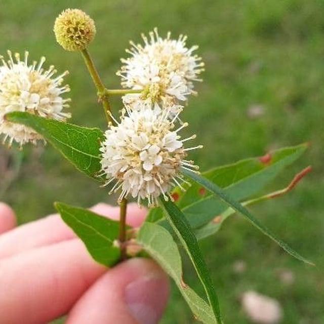 Cephalanthus occidentalis — flower