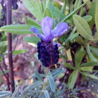 Lavandula stoechas — flower