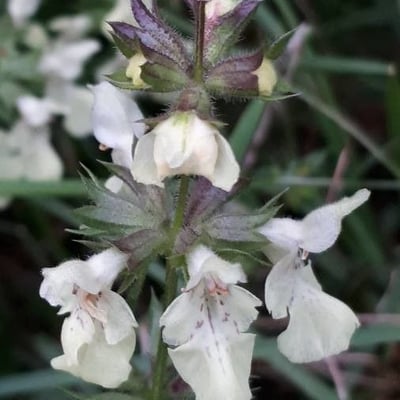 Stachys annua — flower