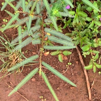 Chamaecrista mimosoides — flower