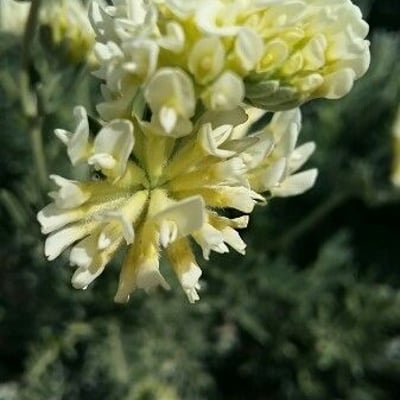 Anthyllis barba-jovis — flower