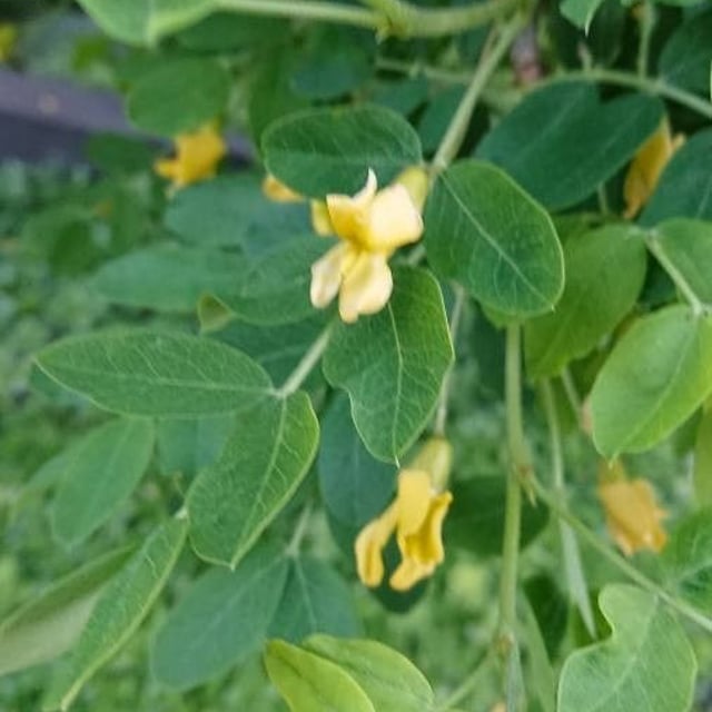 Caragana arborescens — flower