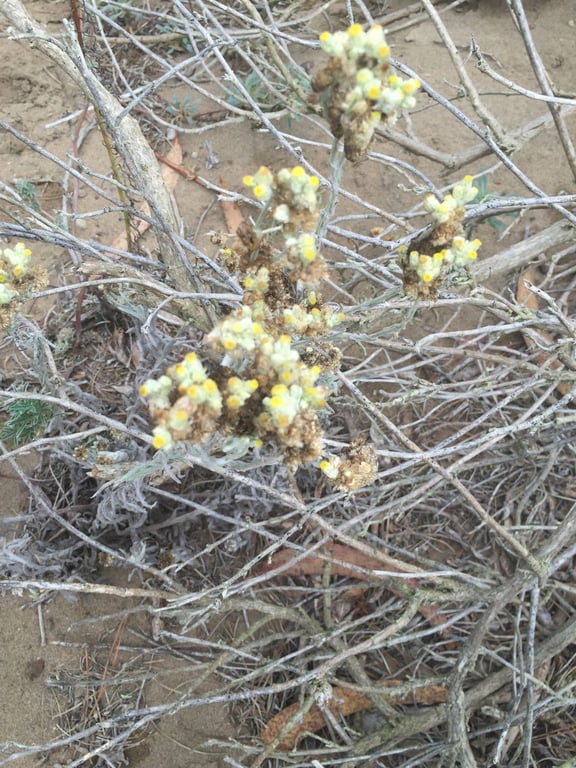 Cotton-batting-plant