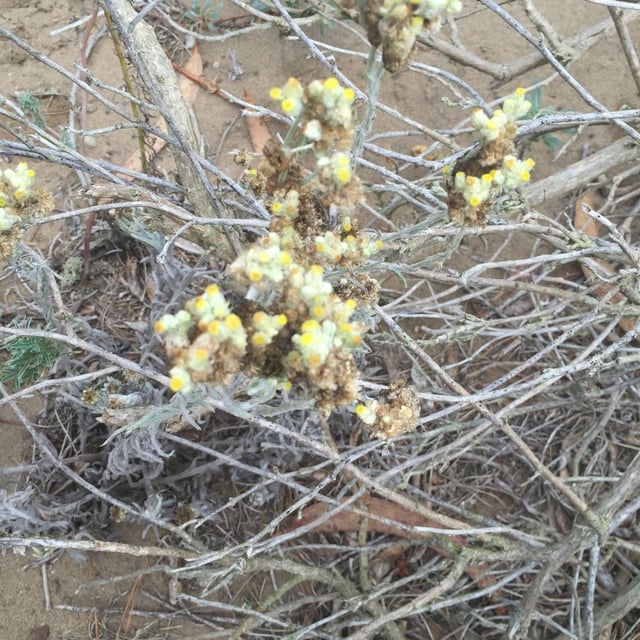 Cotton-batting-plant