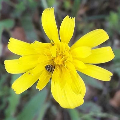 Leontodon tuberosus — flower