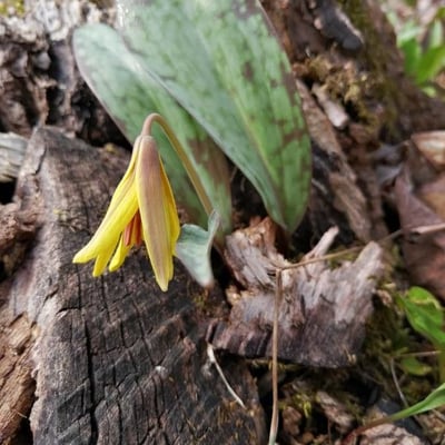 Erythronium americanum — flower