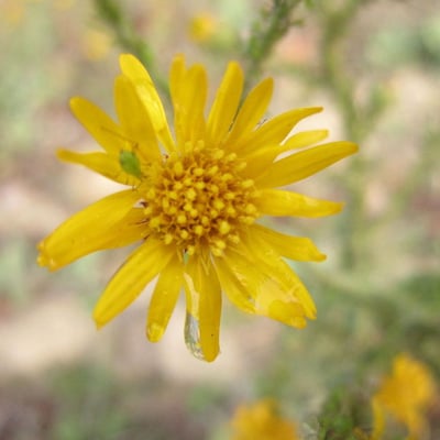 Heterotheca grandiflora — flower