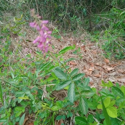 Desmodium incanum — flower