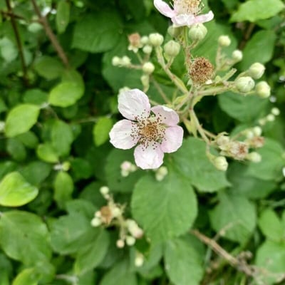 Rubus armeniacus — flower