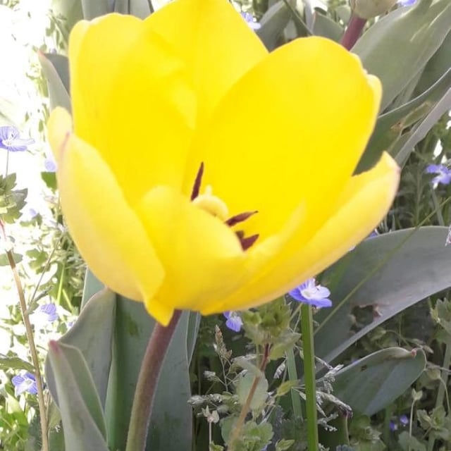 Tulipa gesneriana — flower