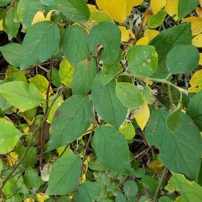 Cotoneaster acutifolius — leaf