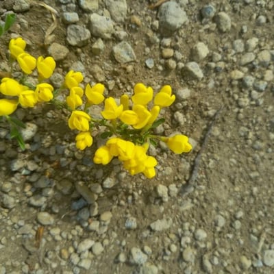 Cytisus decumbens — flower