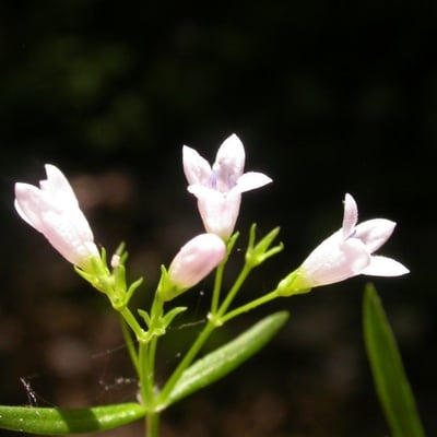 Houstonia longifolia — flower