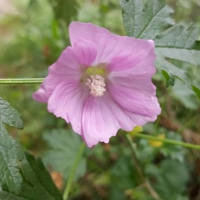 Malva alcea — flower