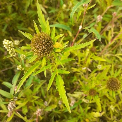 Bidens radiata — flower