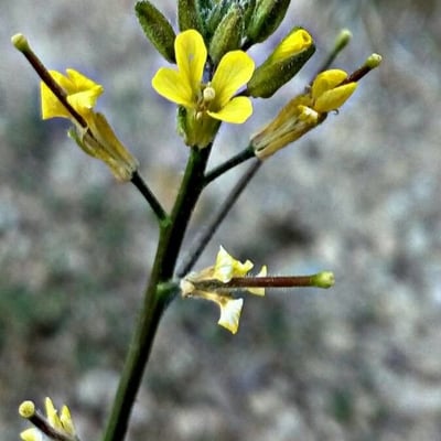Sisymbrium orientale — flower