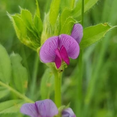 Lathyrus hirsutus — flower