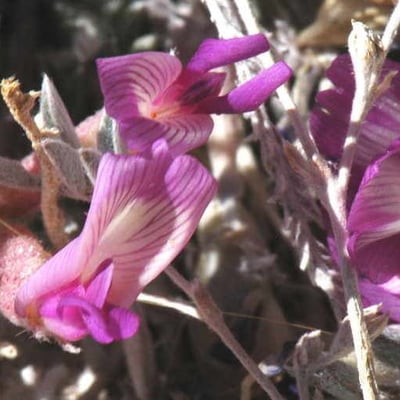 Astragalus lentiginosus — flower