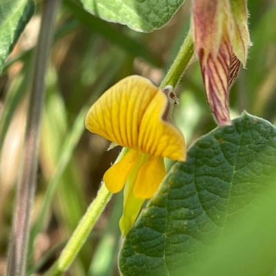 Rhynchosia minima — flower