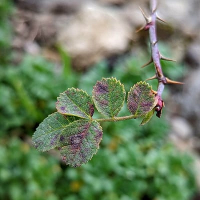 Rosa pulverulenta — leaf