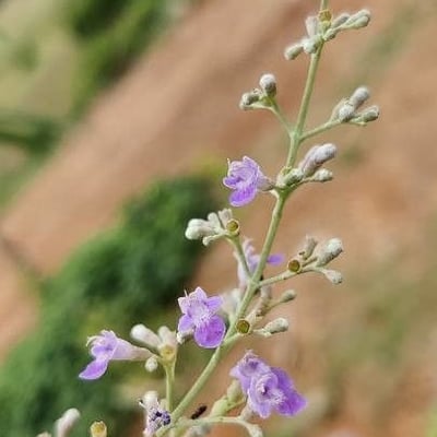 Vitex negundo — flower