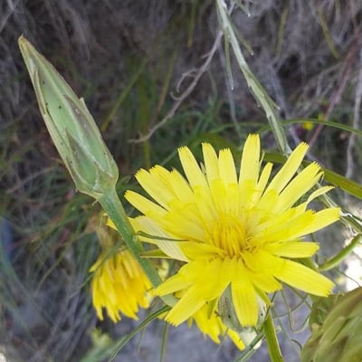 Scorzonera hispanica — flower
