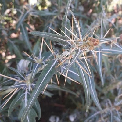 Xanthium spinosum — flower