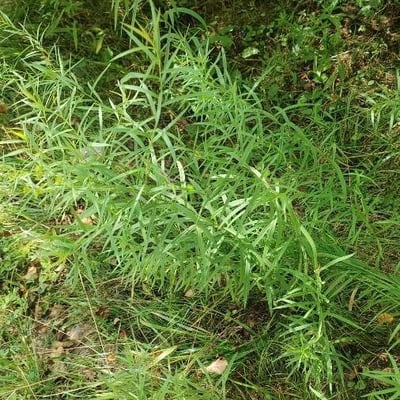 Artemisia dracunculus — flower