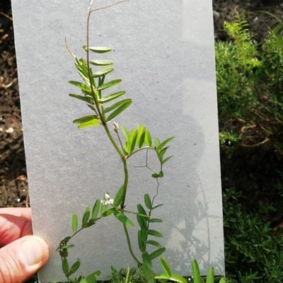 Vicia hirsuta — flower