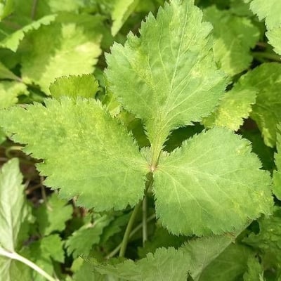 Cryptotaenia japonica — leaf