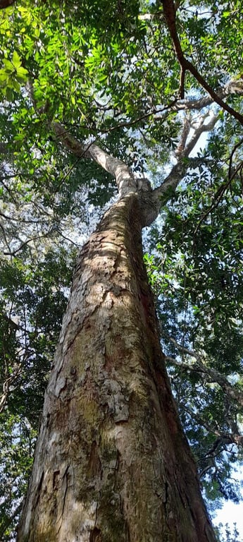 Apuleia leiocarpa