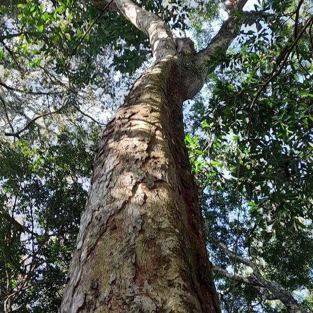 Apuleia leiocarpa