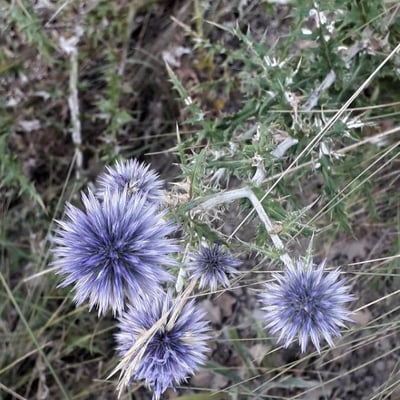 Echinops ritro — flower