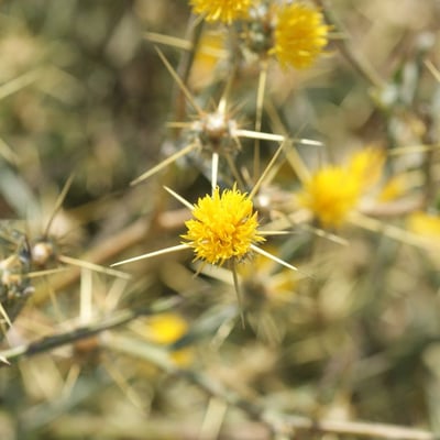 Centaurea solstitialis — flower