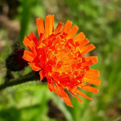 Pilosella aurantiaca — flower