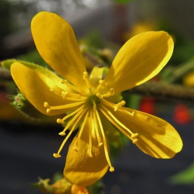 Triumfetta semitriloba — flower